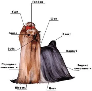 Descrierea Yorkshire Terrier de argumente pro și contra ale rasei