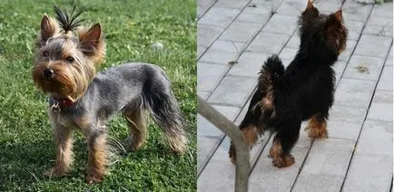 Yorkshire Terrier - o descriere, de îngrijire, fotografii, în cazul în care pentru a cumpăra York, 