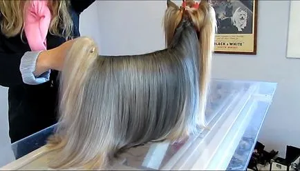 Yorkshire Terrier Descriere rasă, foto și video (descriere) Yorkshire Terrier Descriere rasă, foto și video