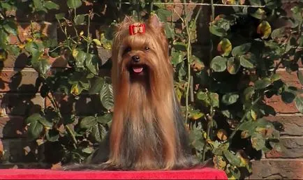 Yorkshire Terrier Descriere rasă, foto și video (terrier) Yorkshire Terrier Descriere rasă, foto și video