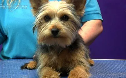Yorkshire Terrier Descriere rasă, foto și video (Yorkshire) Yorkshire Terrier Descriere rasă, foto și video