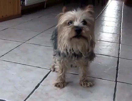 Yorkshire Terrier Descriere rasă, foto și video (terrier) Yorkshire Terrier Descriere rasă, foto și video