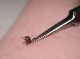 Cum să obțineți o bifă în adaptarea umană și mijloace la îndemână (adaptare) Cum să obțineți o bifă în adaptarea umană și mijloace la îndemână