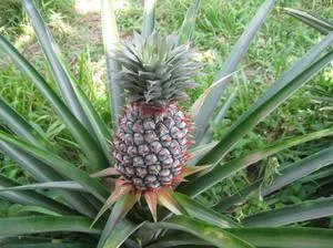 Cum și în cazul în care Ananas cresc în special fructe în creștere pe o plantație în seră și camera
