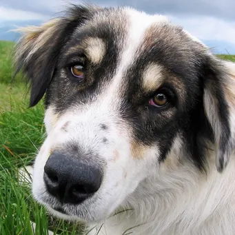 Cum să vorbesc cu câinele (a vorbi) Cum de a vorbi cu un câine