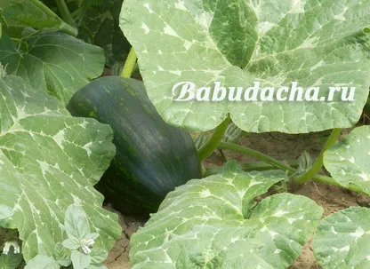 Cum și în cazul în care mai bine pentru a planta dovlecel, cabana
