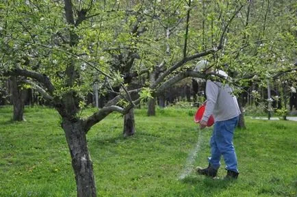 Așa cum ar trebui să se efectueze dressing de mere (dressing) Așa cum ar trebui să fie efectuate de fertilizare meri