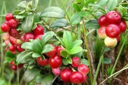 Ce fructe de padure cresc în pădure, comestibile și necomestibile