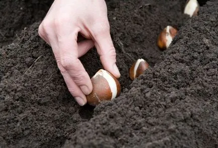 Cum și când să planteze plante perene semințe de sfaturi și recomandări (plante) utile Cum și când să planteze semințe de plante perene sfaturi și trucuri utile