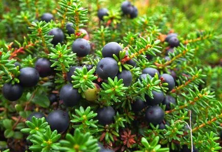Ce fructe de padure cresc în pădure, comestibile și necomestibile