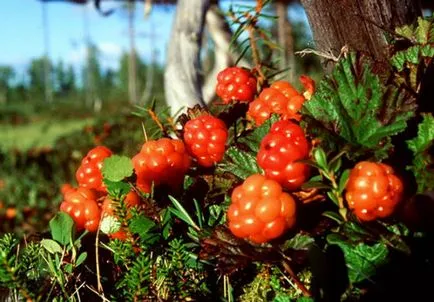 Ce fructe de padure cresc în pădure, comestibile și necomestibile