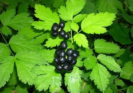 Ce fructe de padure cresc în pădure, comestibile și necomestibile