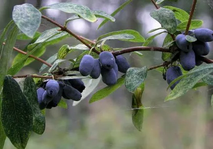Ce fructe de padure cresc în pădure, comestibile și necomestibile