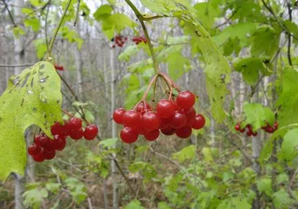 Ce fructe de padure cresc în pădure, comestibile și necomestibile