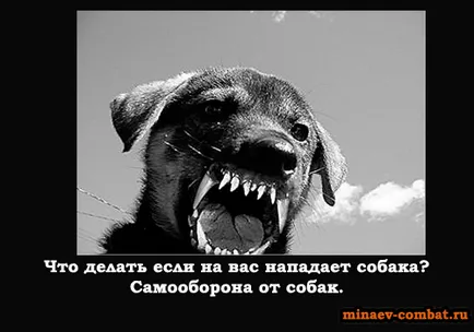 Cum de a lupta împotriva câinilor