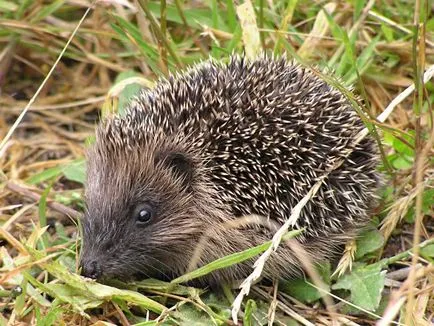 Cum să se pregătească pentru a face arici de iarnă de iarnă Hedgehog (în curs de pregătire) Cum să se pregătească pentru a face arici de iarnă de iarnă Ariciul