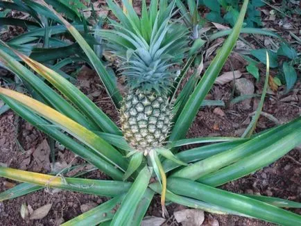 Cum și unde să crească ananas (în cazul în care ananasul cresc) Cum și în cazul în care ananasul cresc