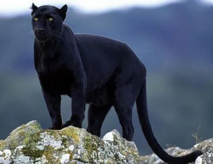 Ce animale sunt fenomen negru de melanism