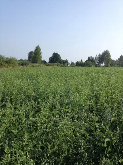 Cum competent să semene ierburi perene pentru fân (pe termen lung) Cum competent să semene ierburi perene pentru fân