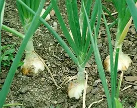 Cum să utilizați cenușa ca îngrășământ pentru plante, dragoste gradina ta (frasin) Cum să utilizați cenușa ca îngrășământ pentru plante, îmi place grădina mea