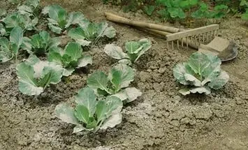 Cum să utilizați cenușa ca îngrășământ pentru plante, dragoste gradina ta (îngrășămînt) Cum să utilizați cenușa ca îngrășământ pentru plante, îmi place grădina mea