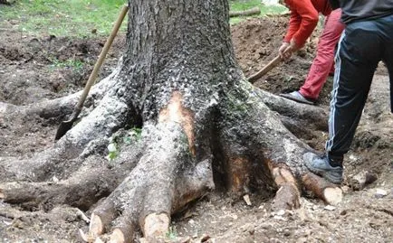 Cum sa scapi de cioturi pe un teren