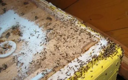 Cum sa scapi de furnici într-un stup în stupină