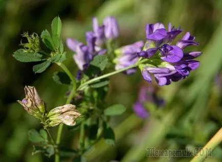 Cum sa scapi de vergeturi prin mijloace naturale