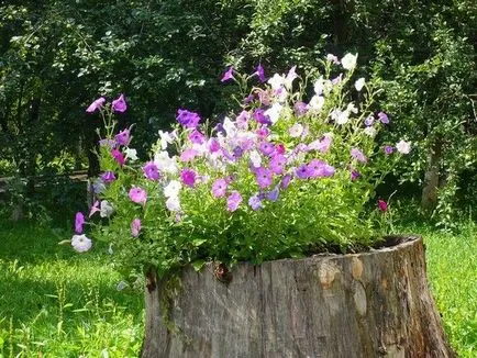 Cum să scapi de buturugi la cabana lor de vara (dacha) Cum să scapi de buturugi la cabana lor de vara