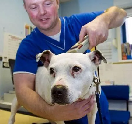 Cum și de ce se face câini tocare cunosc toate detaliile (Chipping animale de câini) câini tocare Cum și de ce se face cunosc toate detaliile
