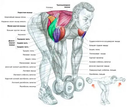 Cum de a construi umeri - un ghid pentru deltoizii eficiente de formare (caracteristica anatomice delta) Cum de a construi umeri - un ghid pentru deltoizii eficiente de formare