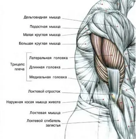 Cum de a construi cheile succesului un puternic triceps
