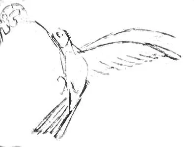 Cum de a desena un Hummingbird (remiză) Cum de a desena un Hummingbird