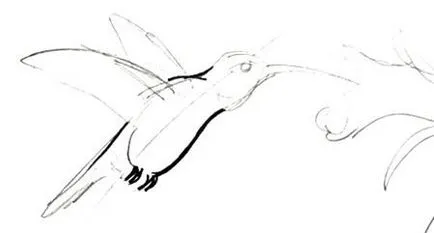 Cum de a desena un Hummingbird (remiză) Cum de a desena un Hummingbird