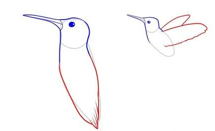 Cum să atragă creion Hummingbird în etape 1