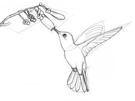 Cum de a desena un Hummingbird rapid și ușor (trage) Cum să atragă colibri ușor și rapid