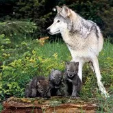 Cum de a găsi Lair Wolf