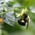 Cum de a fertiliza plantele hidroponice în interior pentru toți