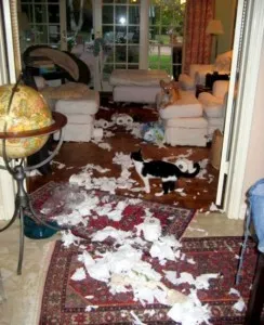 Cum pot lăsa un pisoi casa, pisica note de la un medic veterinar cu experiență