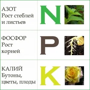 Care este cel mai bun azot îngrășământ, potasiu, fosfor fertilizatorul în primăvară (cel mai bun) Care este cel mai bun azot îngrășământ, potasiu, fosfor fertilizatorul în primăvară
