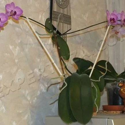 Cum să se separe de orhidee Phalaenopsis Babe, expertoza