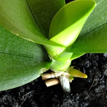 Cum să se separe de orhidee Phalaenopsis Babe, expertoza