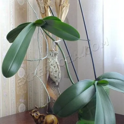 Cum să se separe de orhidee Phalaenopsis Babe, expertoza