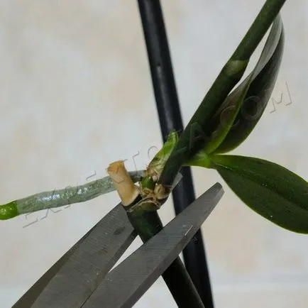 Cum să se separe de orhidee Phalaenopsis Babe, expertoza