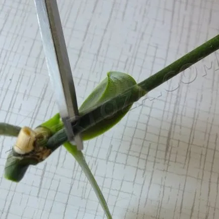Cum să se separe de orhidee Phalaenopsis Babe, expertoza