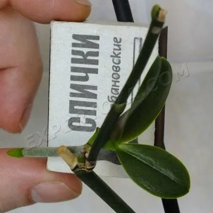 Cum să se separe de orhidee Phalaenopsis Babe, expertoza