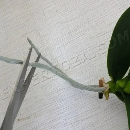 Cum să se separe de orhidee Phalaenopsis Babe, expertoza
