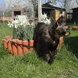 Ce miros nu le place pisica respingător miroase a pisicilor în grădină și Dacha (pisici) Ce miros nu le place pisica mirosuri repelente de pisici în grădină și dacha