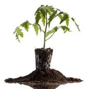 Cum să transplant de răsaduri în tomate sol