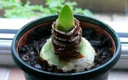 Cum să transplant Amaryllis